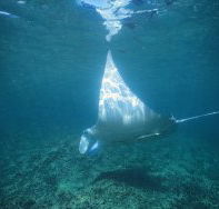 Manta Ray Bay Dive Site - Tourism Brisbane