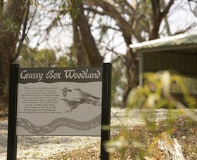 Kindra Forest - Tourism Brisbane 0