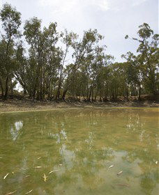 Kindra Forest - Tourism Brisbane 1