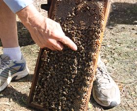 Bees On Keswick Island - Tourism Brisbane 1