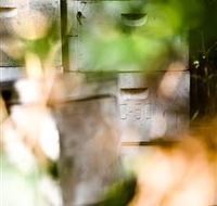 Bees on Keswick Island - Tourism Brisbane