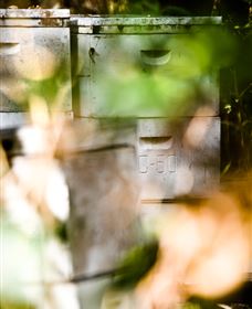 Bees On Keswick Island - Tourism Brisbane 0