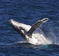 Whale Watching on Keswick Island - Tourism Brisbane