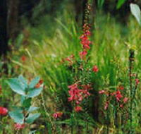 Enfield State Park - Brisbane Tourism