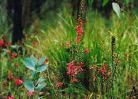 Enfield State Park - Brisbane Tourism 0