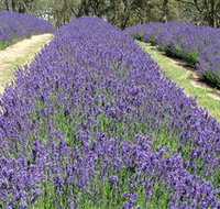 Yuulong Lavender Estate - Tourism Brisbane