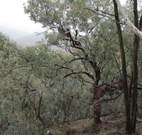 Mount Murga walking track - Tourism Brisbane