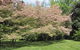Duneira, Mt Macedon - thumb 7