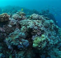 Manta Ray Drop Off Dive Site - Brisbane 4u