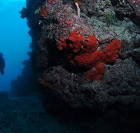 Stepping Stones Dive Site - Brisbane 4u
