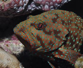 Challenger Bay Dive Site - Brisbane Tourism 3