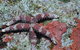 Challenger Bay Dive Site - thumb 2