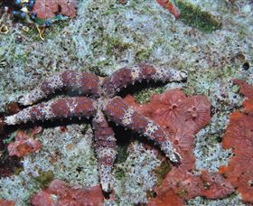 Challenger Bay Dive Site - Brisbane Tourism 2
