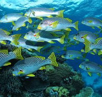 Challenger Bay Dive Site - Brisbane Tourism