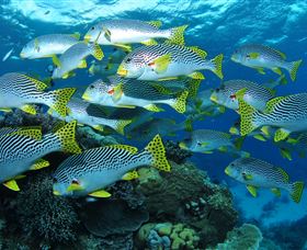Challenger Bay Dive Site - Brisbane Tourism 0