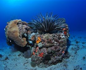 Challenger Bay Dive Site - Brisbane Tourism 1