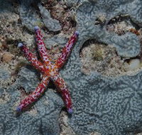 Clam Gardens Dive Site - Brisbane Tourism