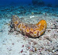 Two Towers Dive Site - Brisbane Tourism