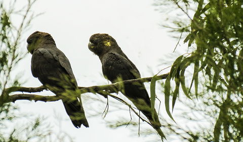 Conimbla National Park - Tourism Brisbane 0