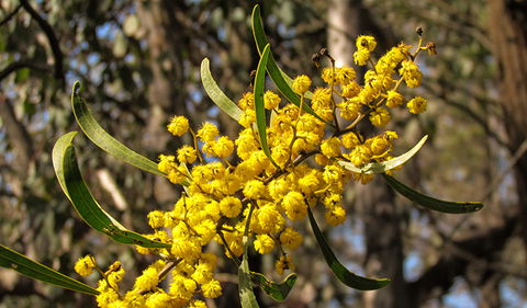 Conimbla National Park - Tourism Brisbane 2