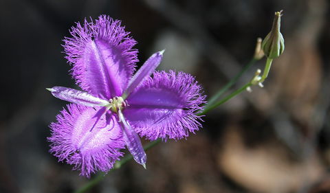 Conimbla National Park - Tourism Brisbane 3
