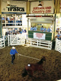 Gracemere Exhibition Complex - Tourism Brisbane 0