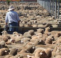 Livestock Marketing Centre - Brisbane Tourism