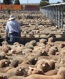 Livestock Marketing Centre - Tourism Brisbane 0
