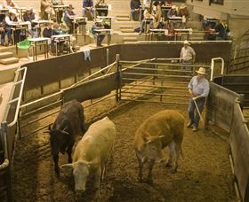 Livestock Marketing Centre - Tourism Brisbane 1