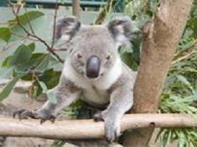 The Rockhampton Zoo - Tourism Brisbane 1