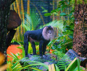 The Rockhampton Zoo - Tourism Brisbane 3
