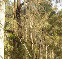 Warby-Ovens National Park - Tourism Brisbane