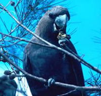 Mount Archer National Park - Brisbane 4u