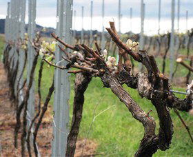 Stockmans Ridge Wines - Tourism Brisbane 2