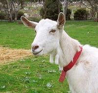 Dunkell Goats - Tourism Brisbane