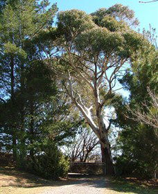 Habitat Vineyard - Brisbane Tourism 1