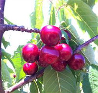 Ballinaclash Orchard and Cellar Door - Tourism Brisbane