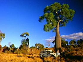 Kroombit Tops National Park - Tourism Brisbane 1