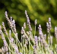 Rustique Lavender Farm - Brisbane Tourism