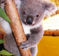 Cooberrie Park Wildlife Sanctuary - Tourism Brisbane