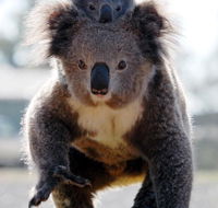 Koalas in Gunnedah - Brisbane Tourism