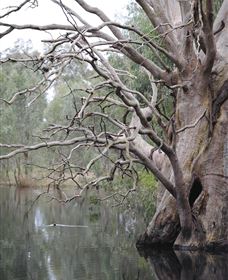 Wonga Wetlands - Tourism Brisbane 3