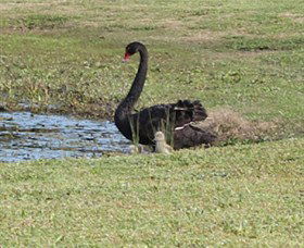 Wonga Wetlands - Tourism Brisbane 6