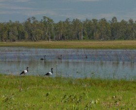 Lake Broadwater Conservation Park - Brisbane Tourism 1