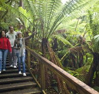 Otway Fly Treetop Adventures - Tourism Brisbane