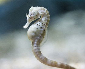 SEA LIFE Melbourne Aquarium - Tourism Brisbane 0