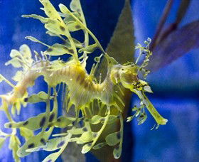 SEA LIFE Melbourne Aquarium - Tourism Brisbane 1