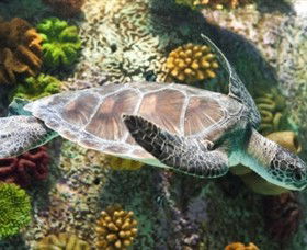 SEA LIFE Melbourne Aquarium - Tourism Brisbane 5