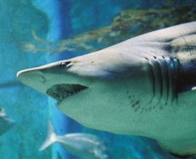 SEA LIFE Melbourne Aquarium - Tourism Brisbane 8