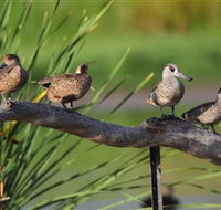 Jerrabomberra Wetlands - Brisbane Tourism